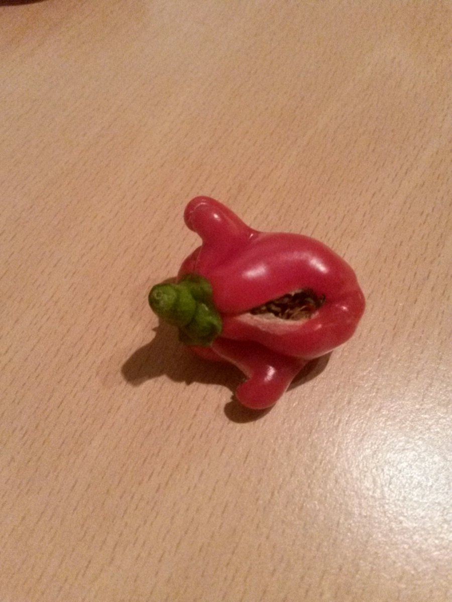 theFilthyDonGC's tweet photo. Not grown chillies before. This is my best Jalopeno of the year. Do I win a prize? https://t.co/glqN3QFlRw