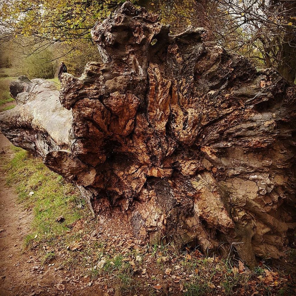 aallaninteriors's tweet image. Look at this #mightyoak #tree we saw on its side our riverside walk this afternoon #surfacetexture #texture #nature ift.tt/2hCZ2J9