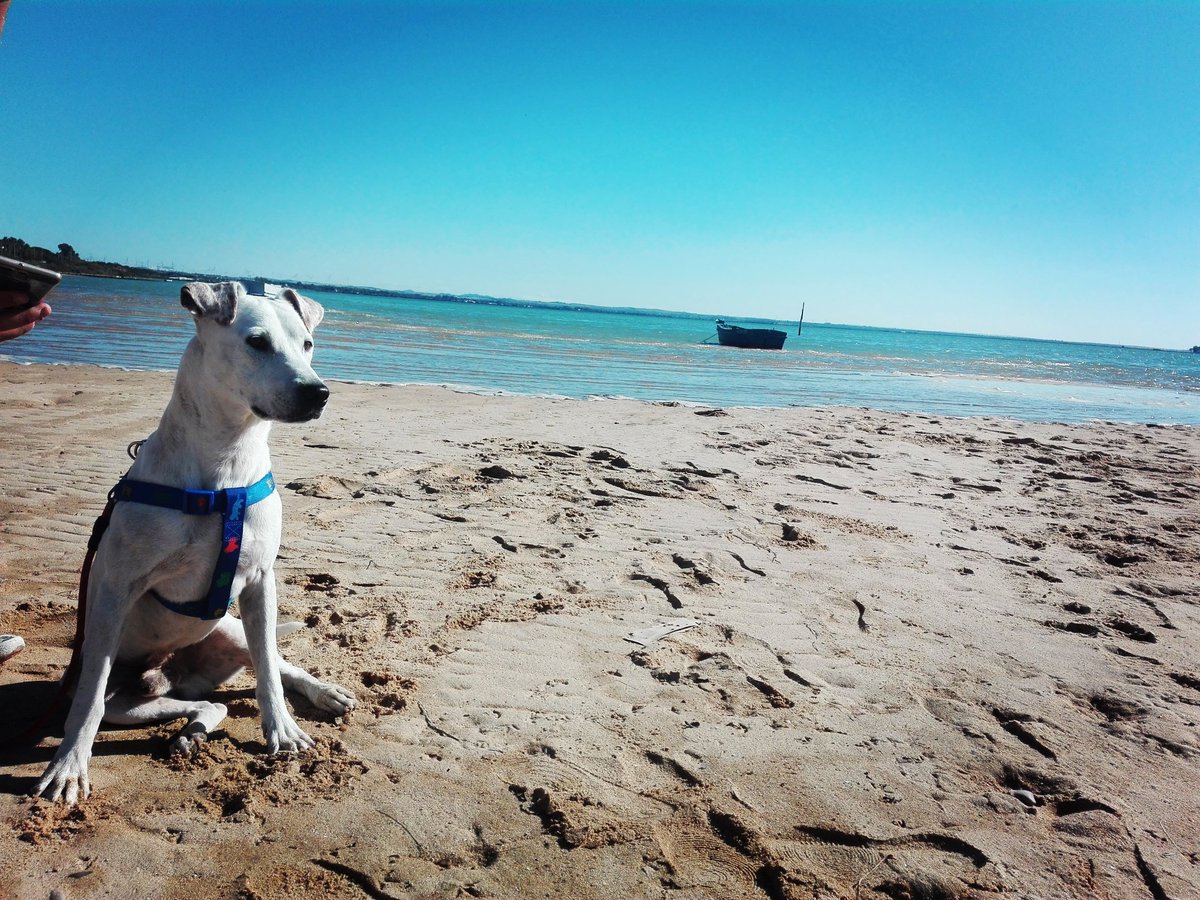 Angyygonz's tweet photo. NECESITA ADOPCIÓN.

Este es Nevado, un perrito de 2 años, que fue abandonado en una perrera, necesita una familia. 

Es muy bueno, mimoso, docil e inteligente. 

Es sordo, pero eso no importa nada.🍀🍀🍀🍀

RTTTTTT https://t.co/2QxCqv7sfV