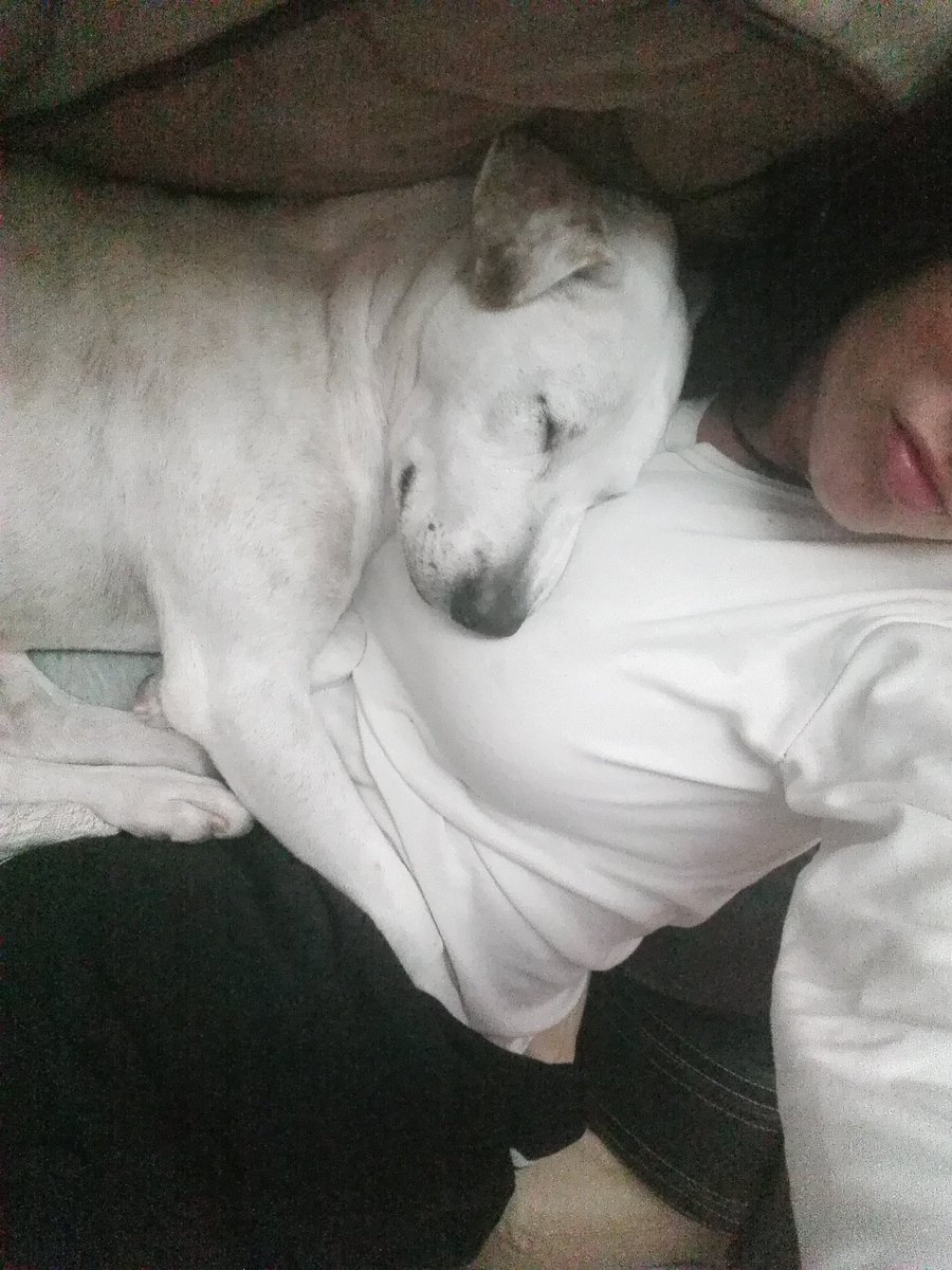Angyygonz's tweet photo. NECESITA ADOPCIÓN.

Este es Nevado, un perrito de 2 años, que fue abandonado en una perrera, necesita una familia. 

Es muy bueno, mimoso, docil e inteligente. 

Es sordo, pero eso no importa nada.🍀🍀🍀🍀

RTTTTTT https://t.co/2QxCqv7sfV