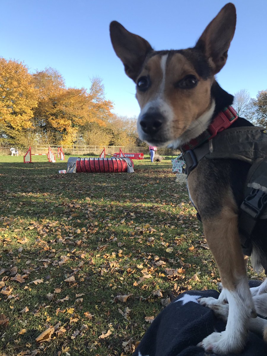 JackJackJRT's tweet photo. I πΆ like to sit on Mummy's π©πΌ knee waiting for my πΆ turn at agility class π« #sunday #sundaymorning #agility #agilityclass #agilitydog #agilitytraining #anyexcuseforacuddle #jackjack #jackjackjrt #jackrussell #jackrussellterrier #jackrussellcross #crossbreed https://t.co/GEi5KvqNv8