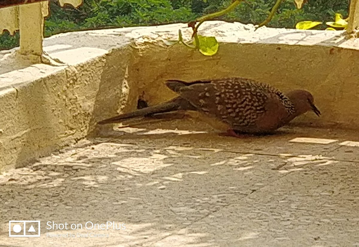 deepshikhasaraf's tweet photo. This new bird has been coming into our verandah since a few days!! Can anyone help me as to which bird it is? #birds #birdwatching #unknownbird #nature #wildlife https://t.co/iQG7jpEheh