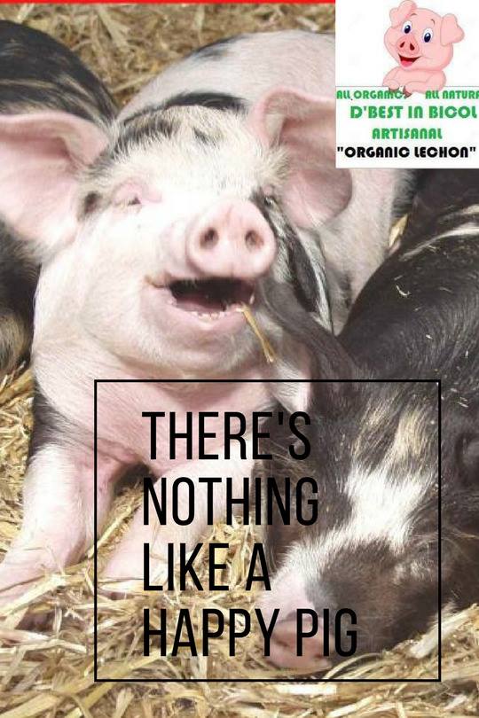 Stay healthy by eating organic foods. Backyard raised pigs are fed without chemicals.
#organic #nativepigs #safefood #goodfood