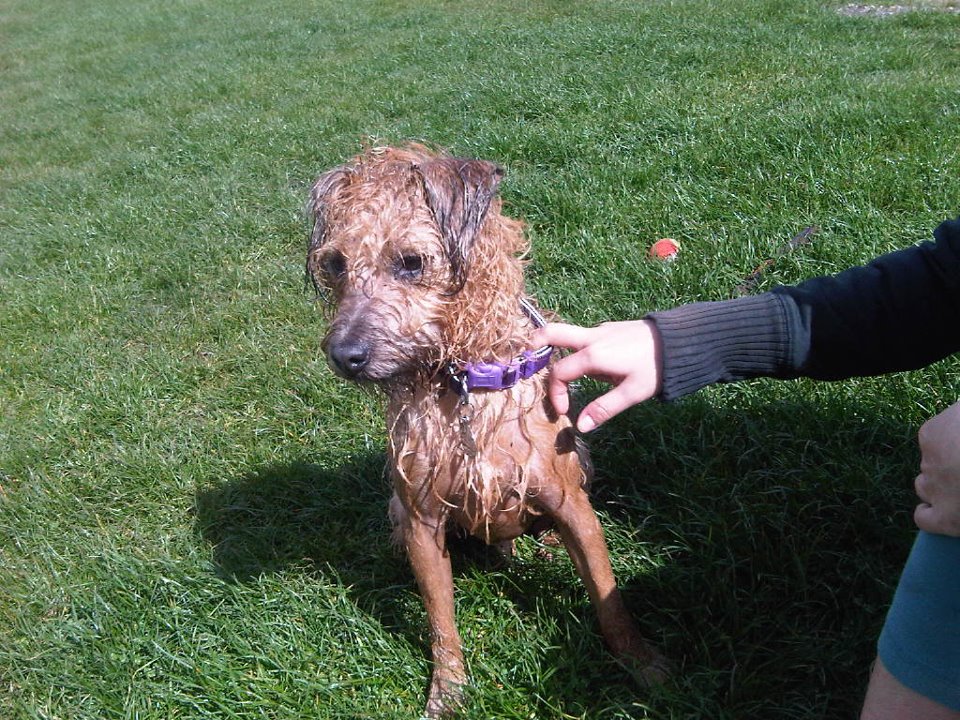 FindScruffy's tweet photo. Coming up 3½ wks now.
We will be double-checking the foxholes in Meyrick pk with a brand new endoscope &amp; also leafletting.
Please continues to keep your eyes peeled - we are of the opinion Scruff has been taken in.
#FindScruffy #Dog #Missing #Lost #Stolen #Bournemouth https://t.co/4Vofya159a