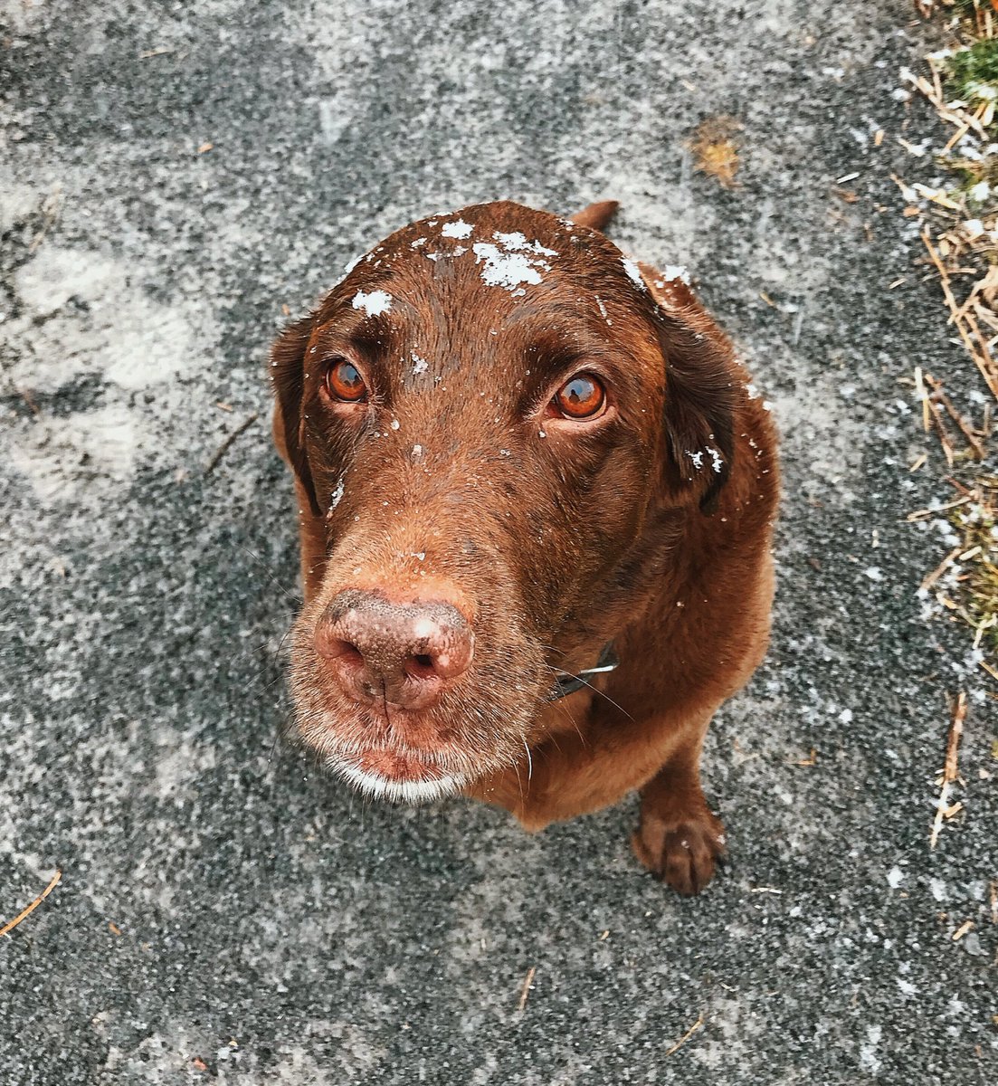 JugarNspice's tweet photo. Favorite time of the year ❄️
#hersnotmine #Montréal https://t.co/CJnDDSA3lq