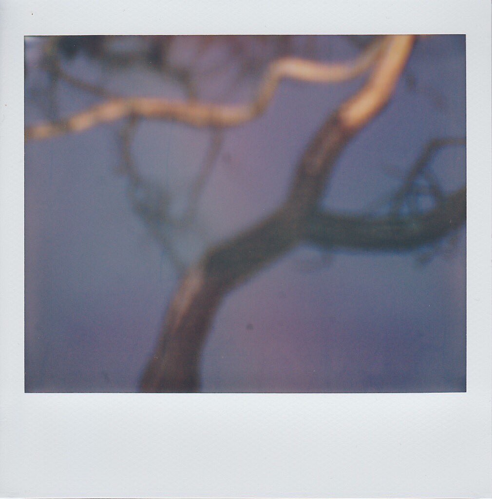 boddendijk1's tweet photo. I was aiming at the Rainbow, but I only got the Tree #polaroid #microcam #converted to #telescopecamera on @polaroidorignls #film #softfocus https://t.co/WZA7av10Ec