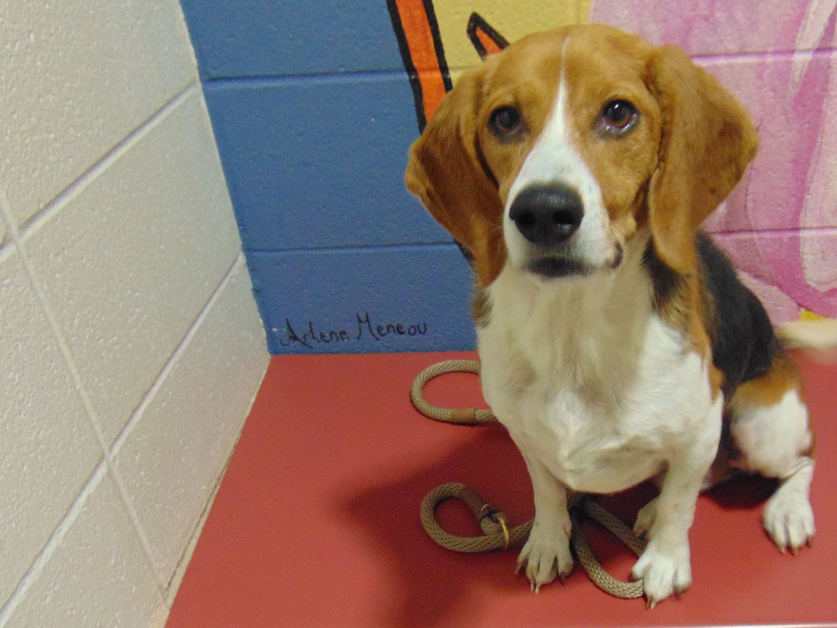 Meet Buster, this smart fella has it all: great looks, athleticism, and a nose for sniffing out all the treats! . Come meet this sweetie at Humane Indiana's North Shelter and learn more about adoption! #adoptdontshop #dogsoftwitter #humaneindiana #NWindiana #adoptme