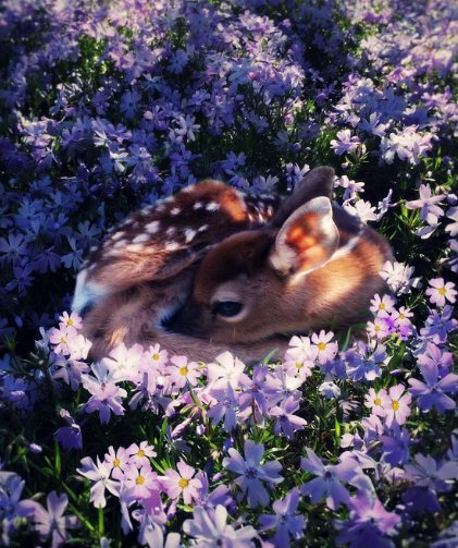 Pure_Guardian's tweet image. ╰ ღ Ƭнє ƒσяєѕтѕ нєαятвєαт ιѕ αη ιηησcєηт αη∂ cαℓмιηg янутнм 
 I'ℓℓ мαкє ѕυяє ησ σηє яυιηѕ тнιѕ ρєαcєƒυℓ ρℓαcє ღ ╯

✿ #OpenRP
✿ #YaoiRP
✿ Oc