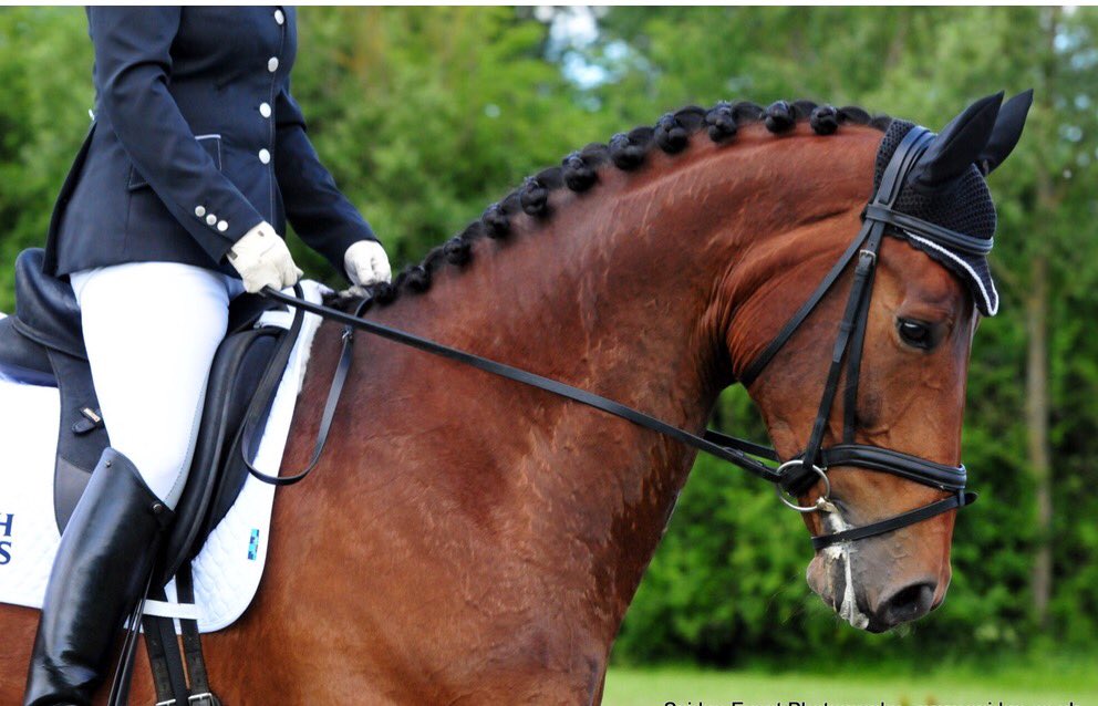 inspiredressage's tweet photo. At the Winter Regionals I'll be doing 8 tests in 6 classes on 3 different horses, at levels from Novice to Intermediare I 😬#247dressage https://t.co/VcxfvE6C3q