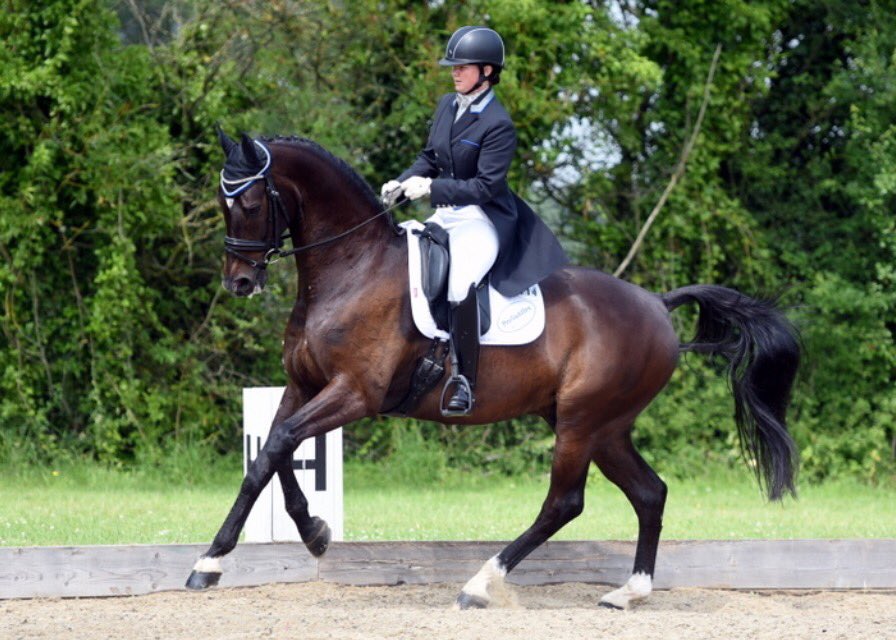 inspiredressage's tweet photo. At the Winter Regionals I'll be doing 8 tests in 6 classes on 3 different horses, at levels from Novice to Intermediare I 😬#247dressage https://t.co/VcxfvE6C3q