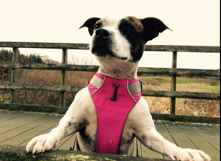 saveastaffie's tweet photo. We urgently need to raise funds 4 vet treatment 4 Lily &amp; Dyson can u pls #help #donate 2 tickets 4 @peterkay_co_uk @TheSSEHydro 2 #auction https://t.co/XxtXAicSoa Lily has lung problems &amp; Dyson has cancer #charity https://t.co/seR2Dn4gTM