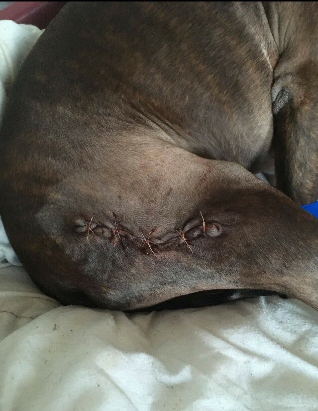 saveastaffie's tweet photo. We urgently need to raise funds 4 vet treatment 4 Lily &amp; Dyson can u pls #help #donate 2 tickets 4 @peterkay_co_uk @TheSSEHydro 2 #auction https://t.co/XxtXAicSoa Lily has lung problems &amp; Dyson has cancer #charity https://t.co/seR2Dn4gTM