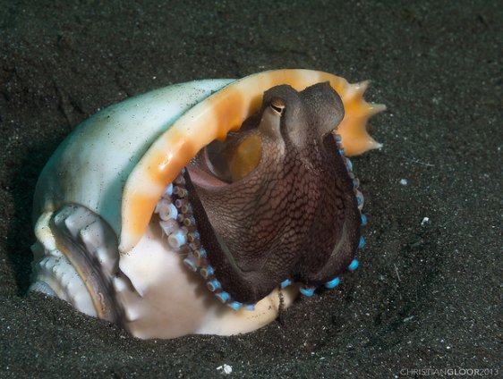 MyAquariumDepot's tweet photo. Coconut octopus by Christian Gloor License = Attribution 11.19.2017
#aquarium #reeftank #sea
#reeftanks #reefpack
#coral #algae #jellyfish
#allmymoneygoestocoral
#reefaquarium
#reefporn #snails #hermit
#cyano #redslime
#coralreefs #fishtank #fish
#cleanuโฆ https://t.co/rI25cGWPdR https://t.co/MOm1oO23e4