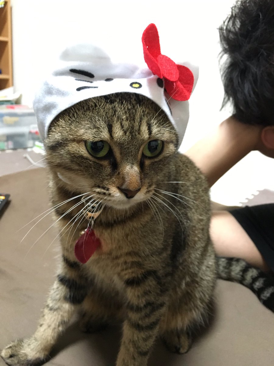 ねこのかぶりものシリーズ ねこのかぶりものシリーズ