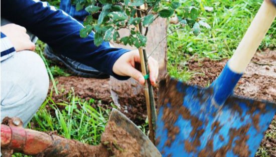 tinyurl.com/ycyrb7b2 Festa dell’albero: “Il futuro non si brucia”. Questo lo slogan dell’iniziativa di Legambiente: quest’anno è dedicata in particolare alle aree protette colpite dagli incendi. Da sabato al 21  novembre previsti 500 appuntamenti