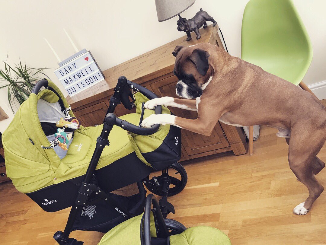 debzed88's tweet photo. Ready for our new adventure with our lovely new @VenicciUK pram! #february2018baby #babymaxwelloutsoon #venicci #veniccipram #babypram #doggybigbrother #boxerdogs https://t.co/asoQLgTcxB