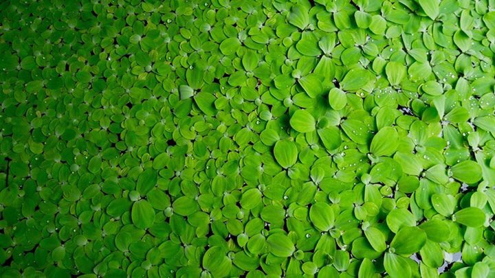 Lorena Lombardi tweet media