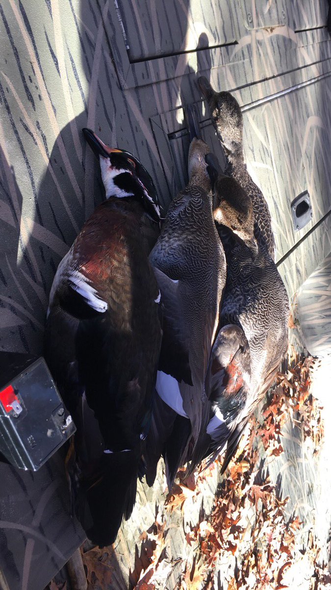 bosticoutdoors's tweet photo. Four more today https://t.co/uPopjOgdNj
