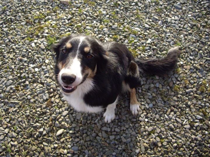 Roxy all smiles today 😊 #roxy #sheepdog #dog #farmdog #love #smiles