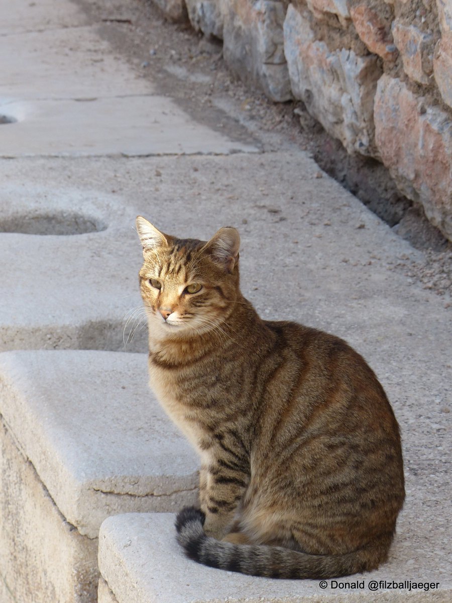 kassandra_troas's tweet photo. Römische Latrine in #Ephesus #Welttoilettentag
#Roman latrine in #Effes #Turkey #WorldToiletDay
Working #cats https://t.co/ZnJ3oeAOo5