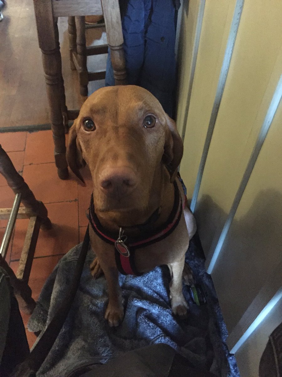 Spent a lovely afternoon in the super dog friendly <a href="/blackhorsechesh/">Theblackhorsechesham</a> after mum and her pal did #herbertshole. The chips were off the scale!