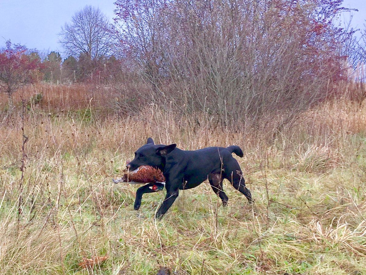 AshdaleDogs's tweet photo. @Barbour @polscotdogs @BASCnews @AyrshireNPolice #ashdaledogs
Muck in action - doing what he loves - can really see his physique in some of these pics - he truly is a gentle powerhouse #workingdog #gundog #healthydog #dogtraining https://t.co/5TAMuSs2rp