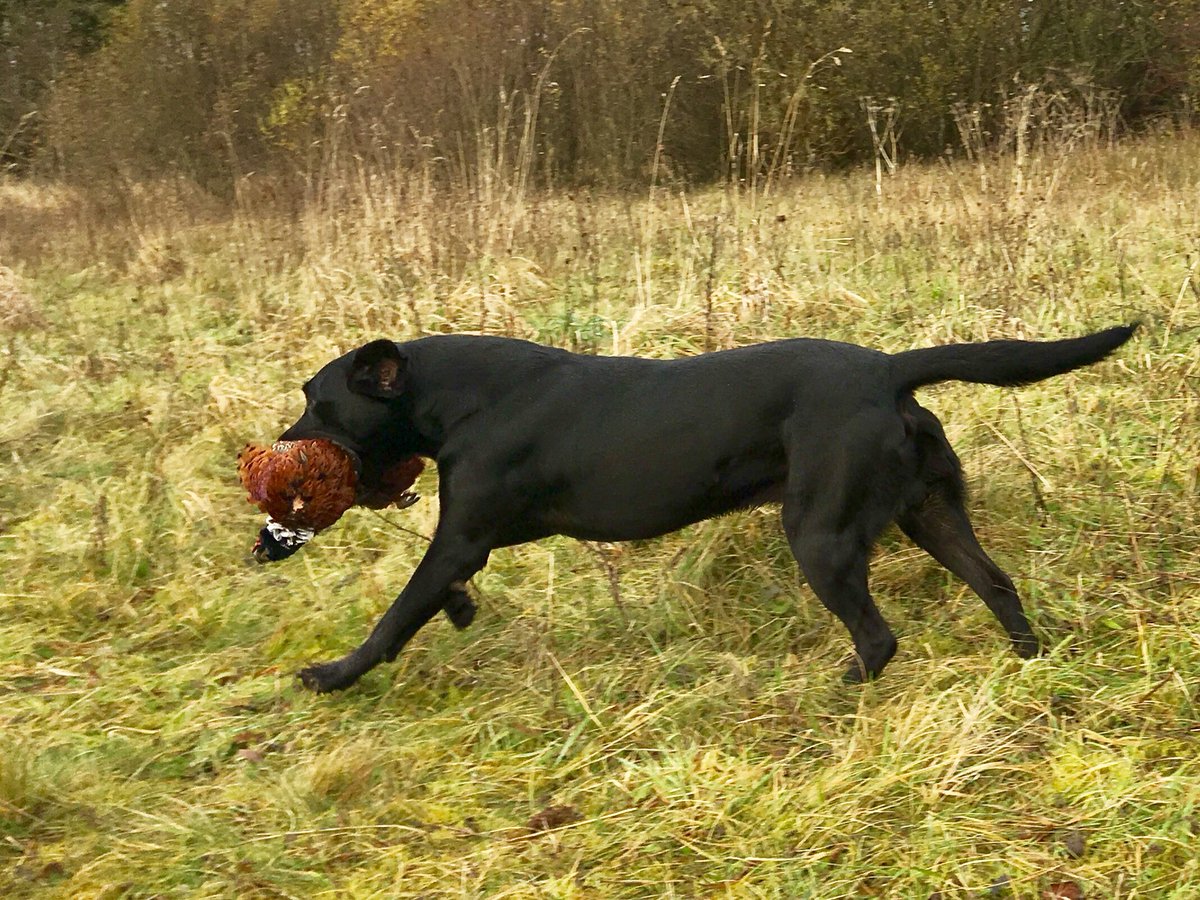 AshdaleDogs's tweet photo. @Barbour @polscotdogs @BASCnews @AyrshireNPolice #ashdaledogs
Muck in action - doing what he loves - can really see his physique in some of these pics - he truly is a gentle powerhouse #workingdog #gundog #healthydog #dogtraining https://t.co/5TAMuSs2rp