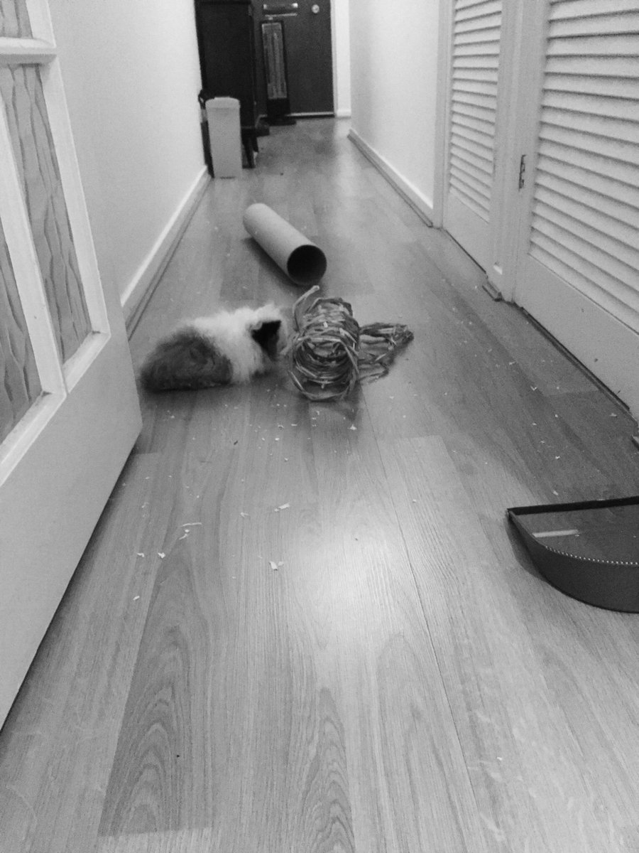 panda230770's tweet photo. My fur baby helping me clean his cage 😂😂 https://t.co/Fd0sIRgO1o