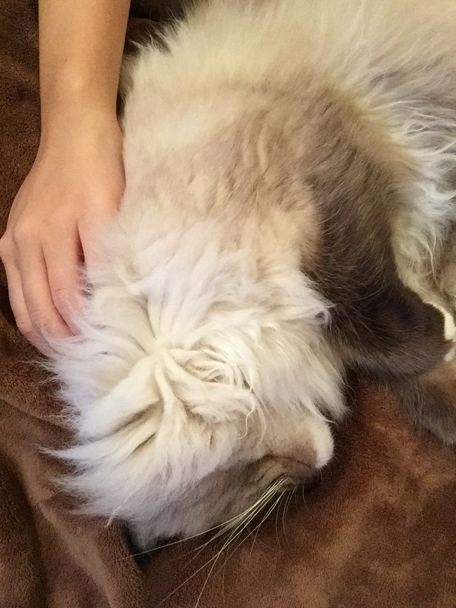 Kuni's tweet photo. Se m’ha adormit el gat a sobre, val com a excusa per no sortir del sofà en tota la tarda? Jo dic que sí. https://t.co/B70341unUw