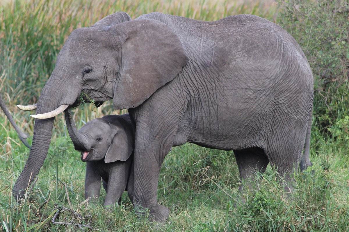 cannabissw's tweet photo. .@SecretaryZinke  I do not support ending the ban on importing elephant trophies. Please #ProtectElephants and keep the ban in place! https://t.co/ySx2yzI0La
