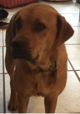 SAMessenger's tweet photo. Ginnie, the #boxer mix #dog, is available to #adopt at All Breed Rescue in #Willison @ABR1196
https://t.co/hsRmAMJCKd https://t.co/EbD6AdMwEU