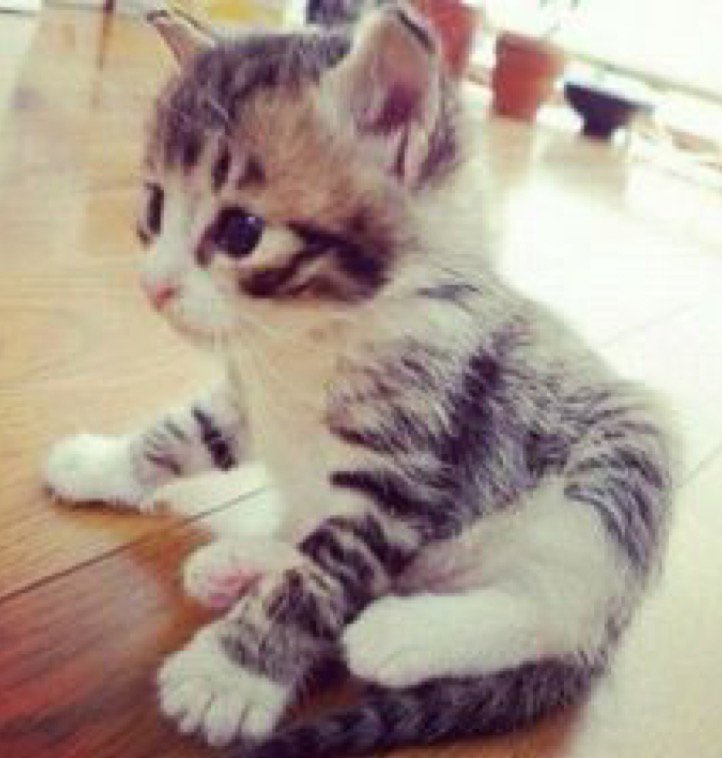 catsnkittys's tweet photo. Awwww! https://t.co/0s5x1zkaoz