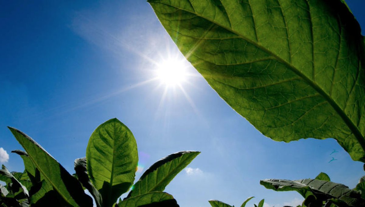 salkinstitute's tweet photo. Salk plant scientists aim to fight climate change with super plants https://t.co/mXqUd02zh2 https://t.co/EFq2IbEszk