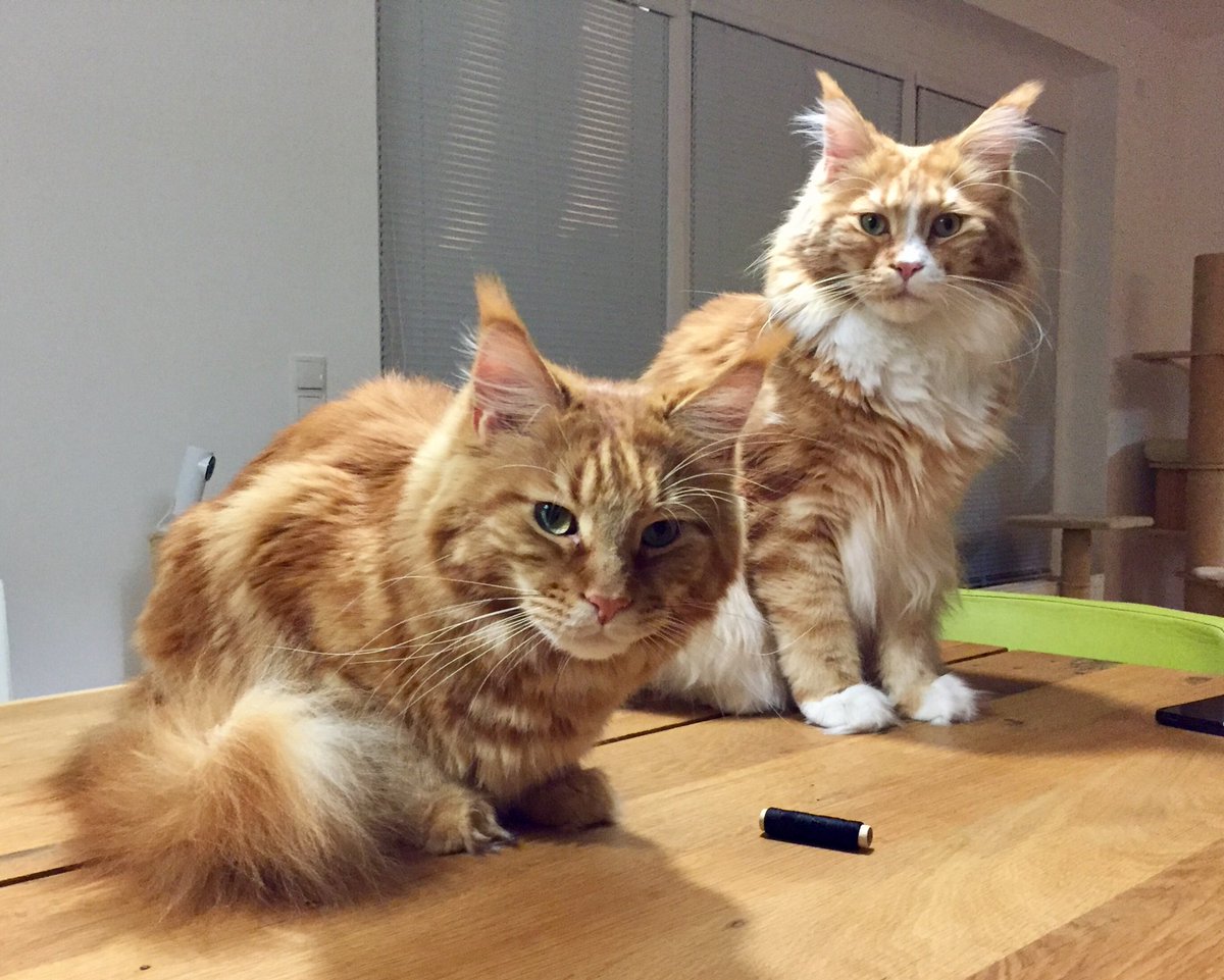 Herr Paul tweet media