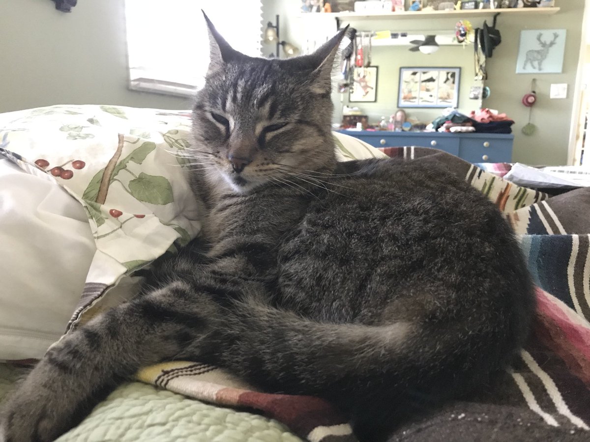 thatamygurl's tweet photo. home. #parttimecat https://t.co/VuKDtEfD1t