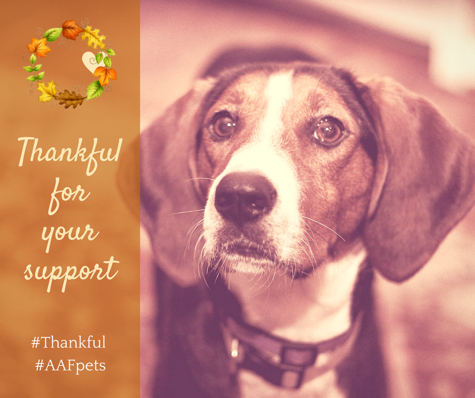 AAFPets's tweet image. #Thankful #AAFpets