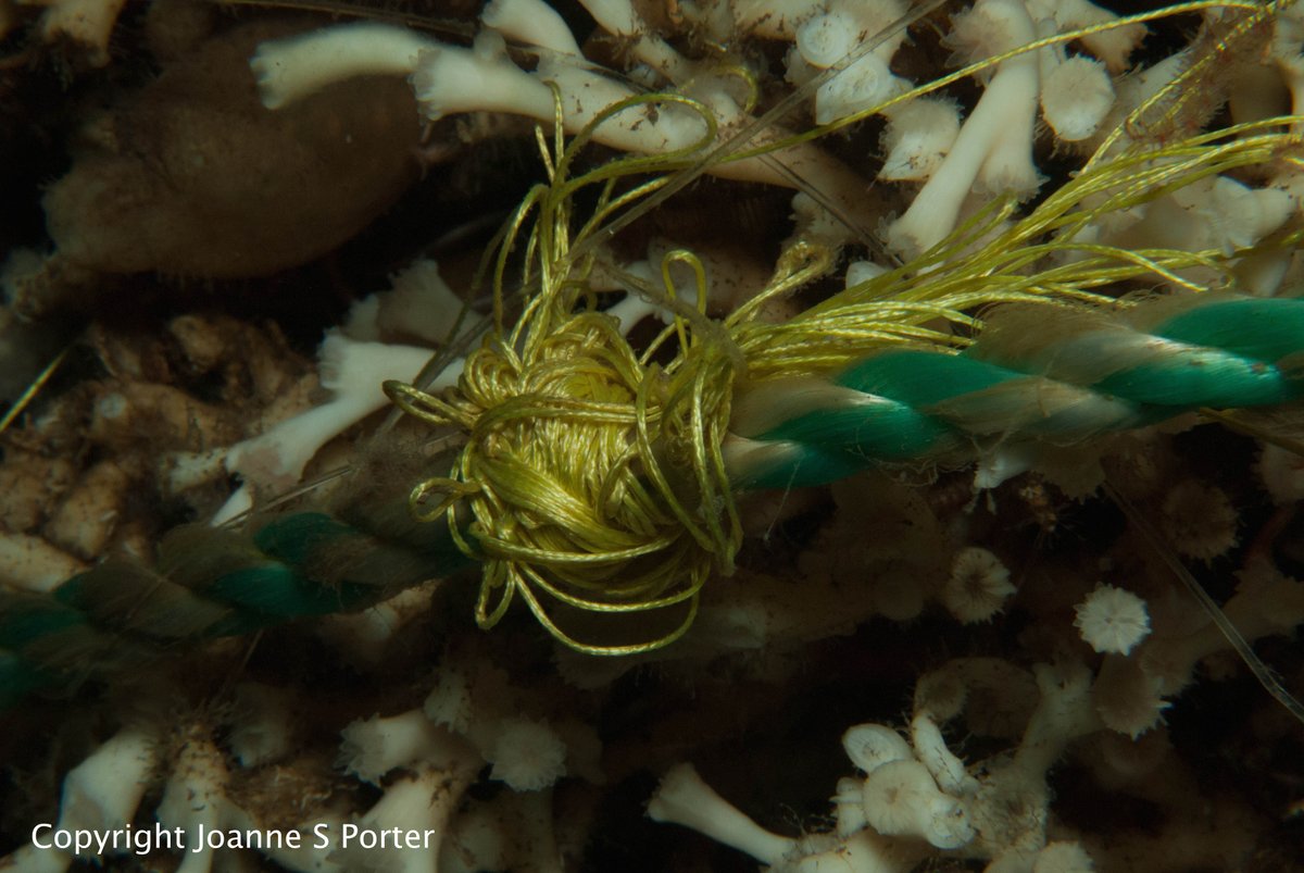 Professor Joanne Porter (@joannesporter) on Twitter photo When you dive down to photograph a cold water coral reef at 45m depth you expect to see a pristine environment, but sadly this is not the case. Entanglement of the polyps with shot line rope and fishing line. Plastic pollution is everywhere. #BluePlanet2 <a href="/HWSciDivers/">HW Scientific Divers</a> <a href="/ICITOrkney/">Heriot-Watt Orkney</a> When you dive down to photograph a cold water coral reef at 45m depth you expect to see a pristine environment, but sadly this is not the case. Entanglement of the polyps with shot line rope and fishing line. Plastic pollution is everywhere. #BluePlanet2 <a href="/HWSciDivers/">HW Scientific Divers</a> <a href="/ICITOrkney/">Heriot-Watt Orkney</a>