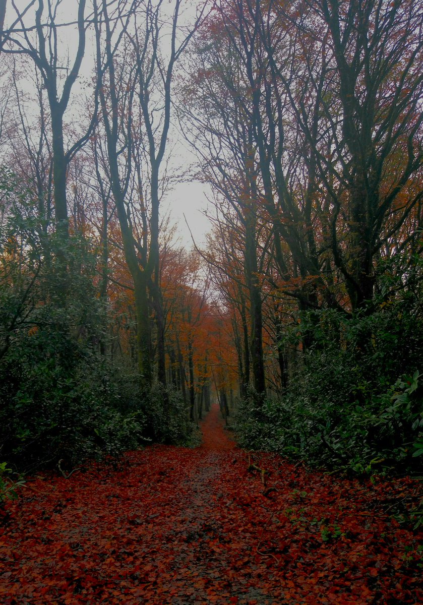 Eileenr60810076's tweet photo. #corrig wood #portarlington #autumn https://t.co/obJ4vqZrVx