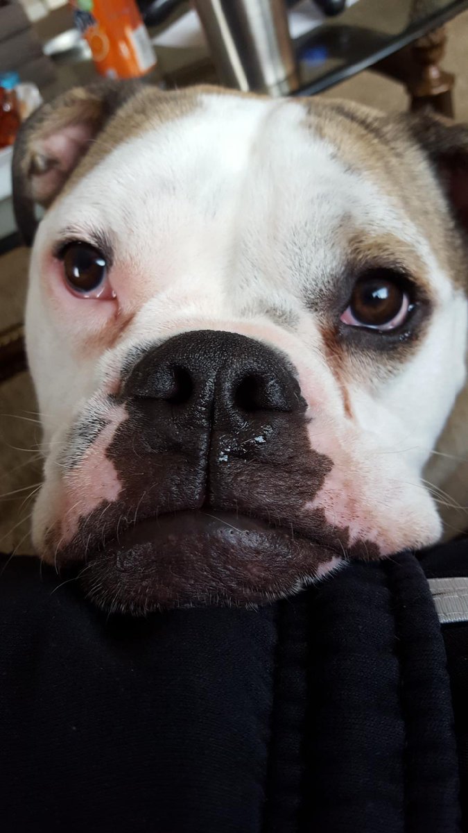 katelyn_bunn's tweet photo. He's so perfect despite his goopy bulldog eyes https://t.co/H1Pfik7cyF