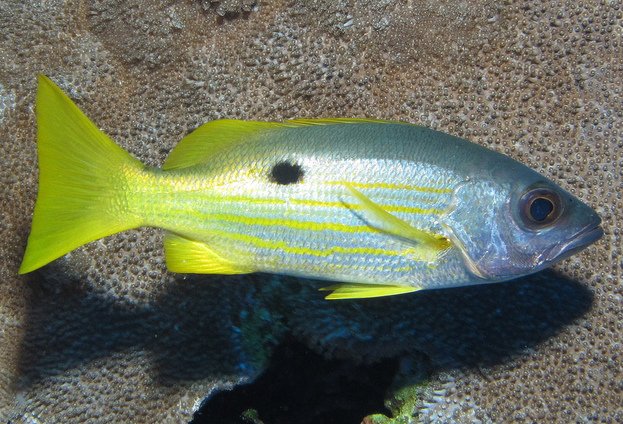 MyAquariumDepot's tweet photo. Ehrenberg's Snapper by Derek Keats License = Attribution 11.19.2017
#aquarium #reeftank #sea
#reeftanks #reefpack
#coral #algae #jellyfish
#allmymoneygoestocoral
#reefaquarium
#reefporn #snails #hermit
#cyano #redslime
#coralreefs #fishtank #fish
#cleanuโฆ https://t.co/rI25cGWPdR https://t.co/IjSsMJ4CNJ