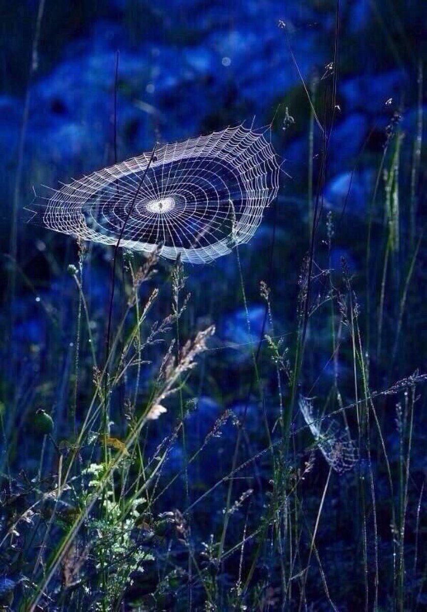 PardueSuzanne's tweet photo. Learn how to see. Realize
that everything connects
to everything else...

- Leonardo Da Vinci https://t.co/i2Z85UR4M0