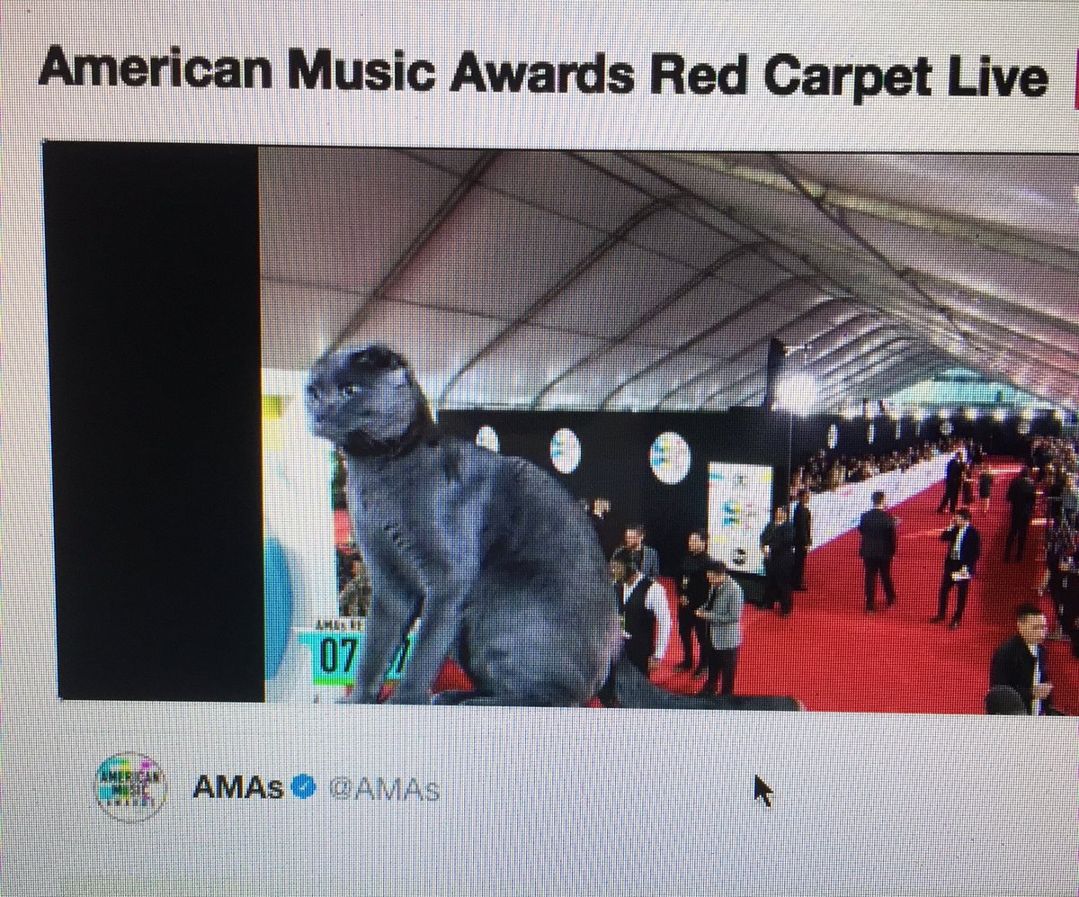 mix1073DC's tweet photo. Enjoying the red carpet appearance of this CAT on the @AMAs stream right now 🤣😹 #amas #wwobackstage #amastream https://t.co/ioOxmoD5R8