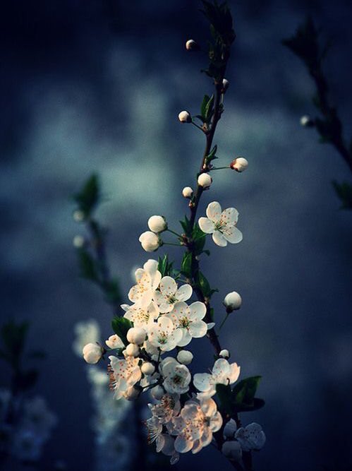 arasaucedo24's tweet photo. ~ What is the difference between "I like you" and "I love you"? In this way, Buddha replied: "When you like a flower, you pull it out. When you love a flower, you water it every day. " 
~He who understands this, understands Life...❥...

#Buddha 
#LifeLessons https://t.co/JtIgKT0yBw