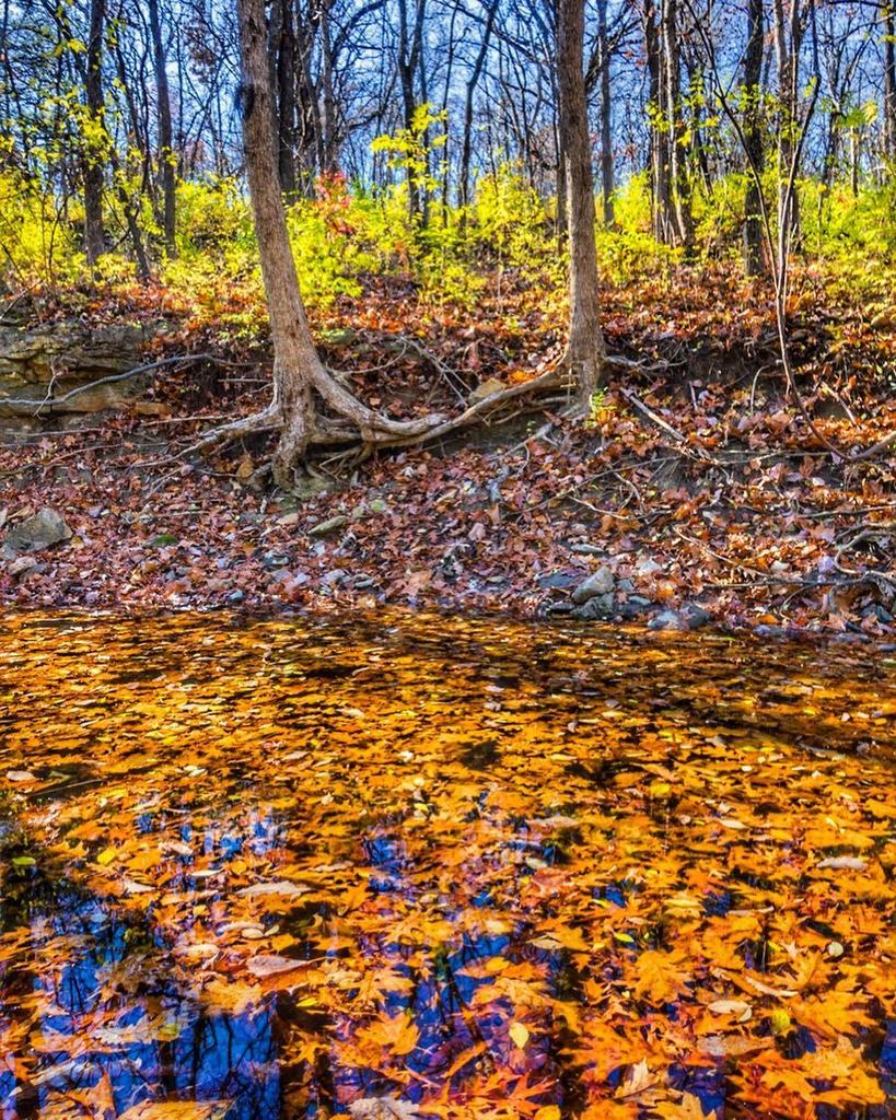 keithmays's tweet photo. Leaves covering a stream in the park.
.
.
.
#naturephotography #nature_brilliance #naturelovers #ignature #trees #tree_captures #igkansas #igkc #morningwalk #landscape #landscapephotography #park #trees #tree_captures #leaves #autumnleaves #fall #fallfol… https://t.co/tDyDL1MnFD https://t.co/LNjXp7jXWf