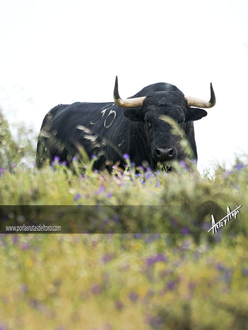 ArseyAzpi's tweet photo. Qué tendrá el Alentejo portugués....

#porlasrutasdeltoro #fotografiataurina #toro #bull https://t.co/m2dxIy8zGX