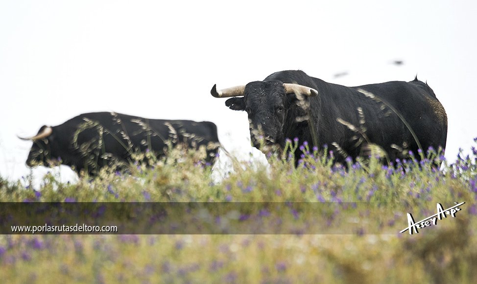 ArseyAzpi's tweet photo. Qué tendrá el Alentejo portugués....

#porlasrutasdeltoro #fotografiataurina #toro #bull https://t.co/m2dxIy8zGX