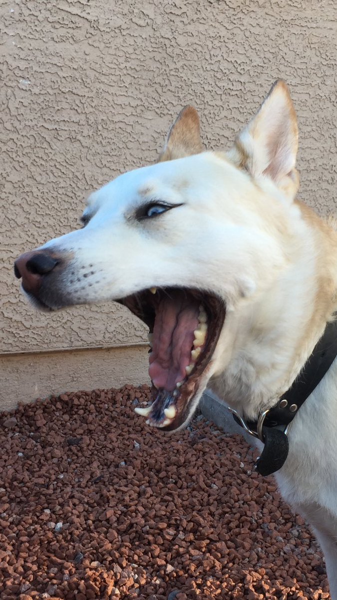 Natasha Burgess tweet media