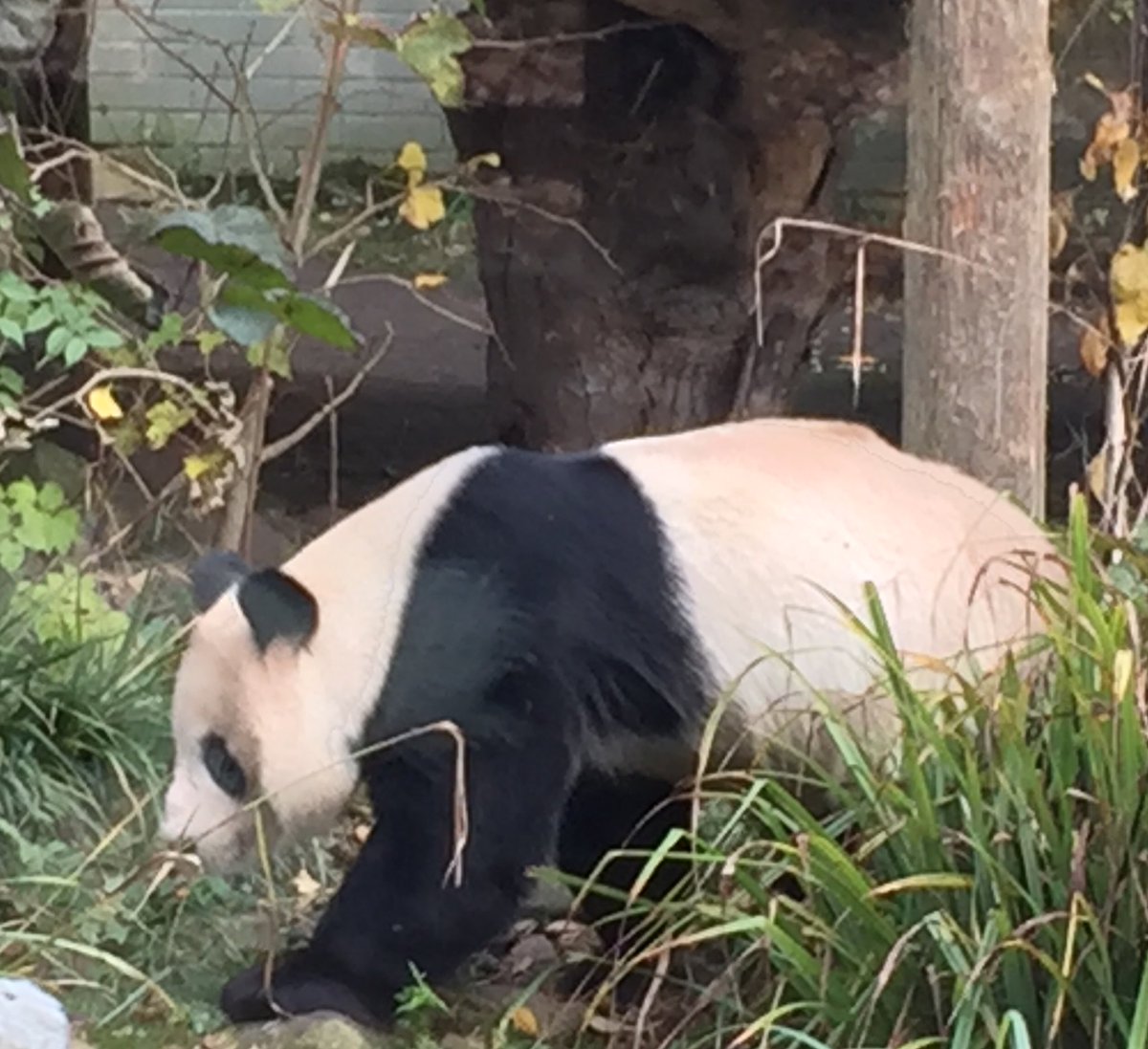 joarmstrong1212's tweet photo. Tian Tian @EdinburghZoo #justchiling https://t.co/kOZsgfAXMk