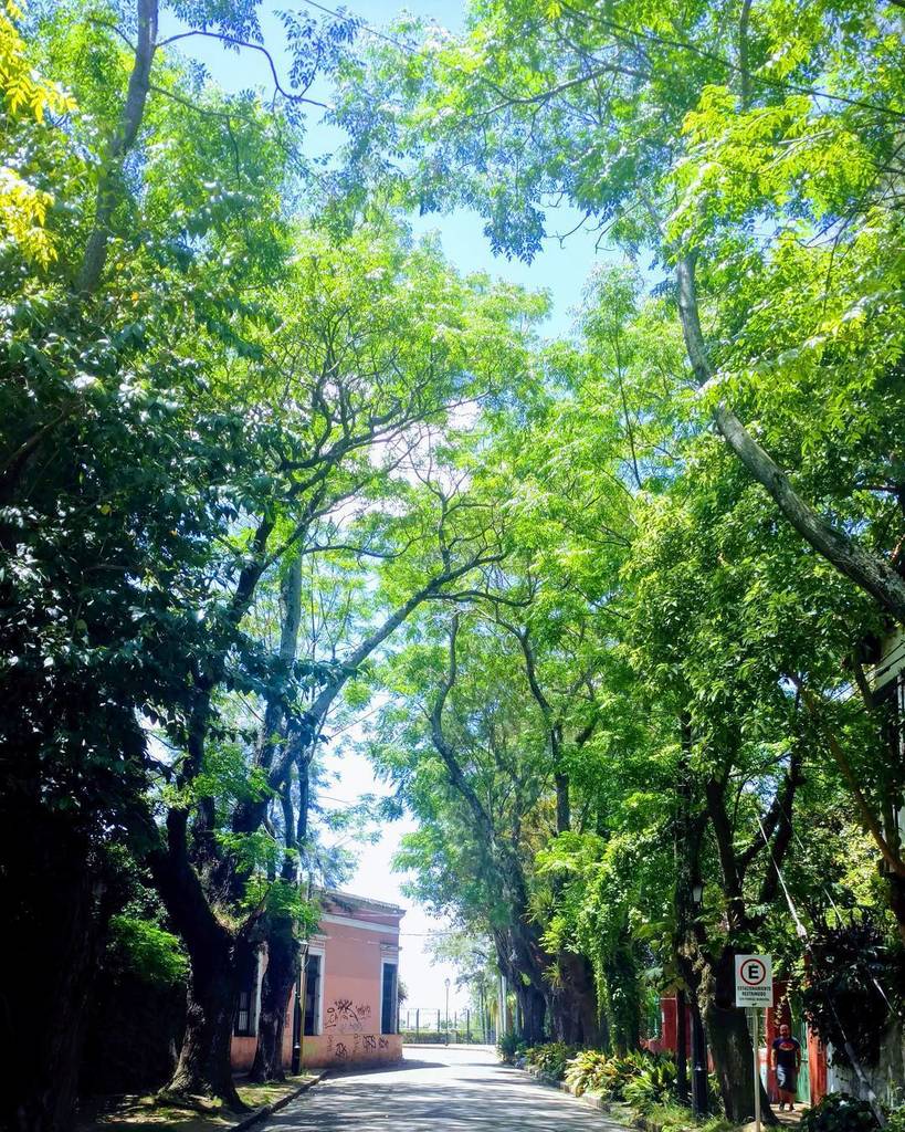 nzvdm's tweet photo. #sanisidro #stylized #googlephotos #likezonanorte #buenosaires #likebuenosaires #verde #trees #green #nature #street https://t.co/U0zuoTxETb https://t.co/EH4rGTPb6n