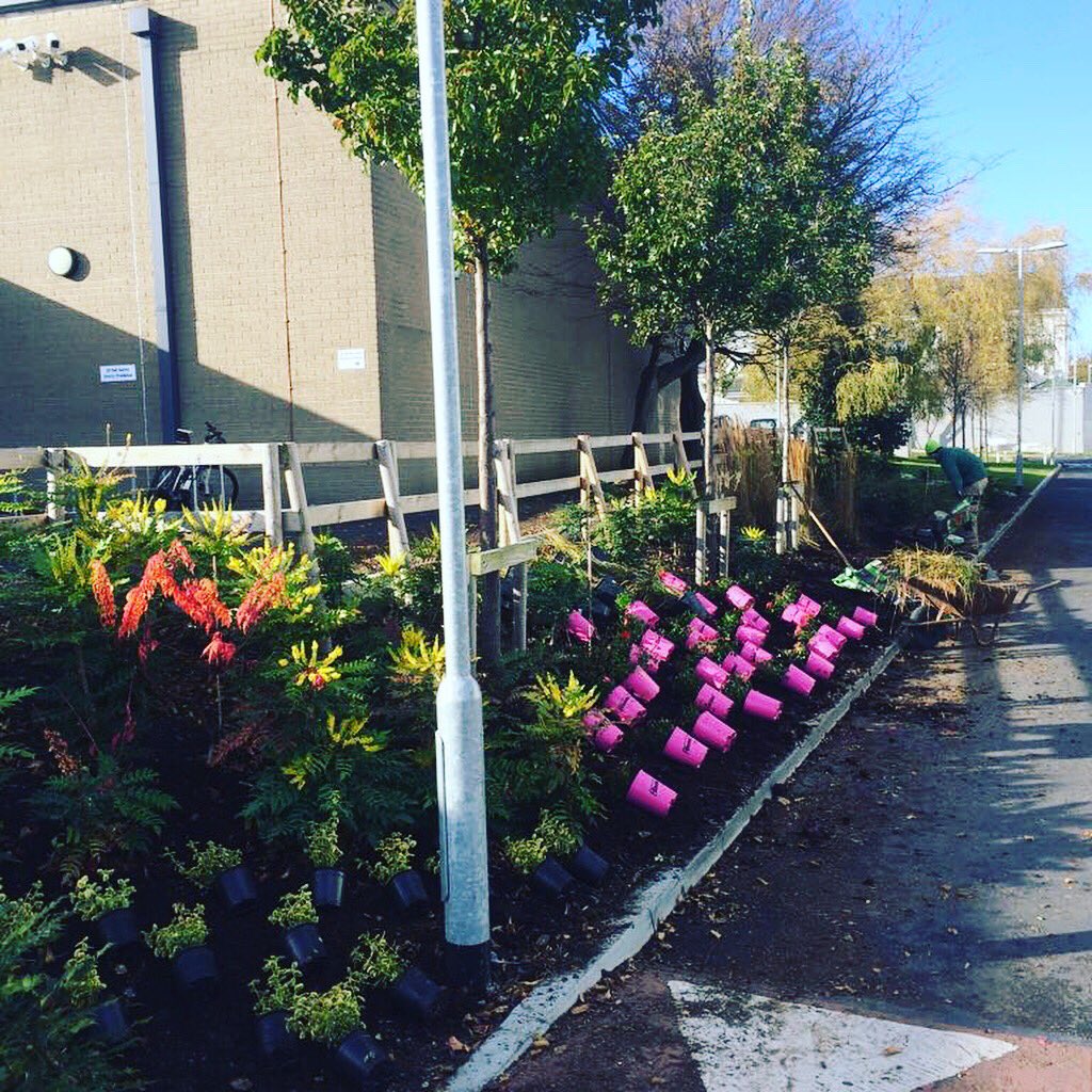 TimWeldon2's tweet photo. Some of our recent work where we were planting in @IENewparkSchool #RDGardens #school #commercial #maintenance #flowers #plants #Dublin #gardening https://t.co/ZoG9sAnefl